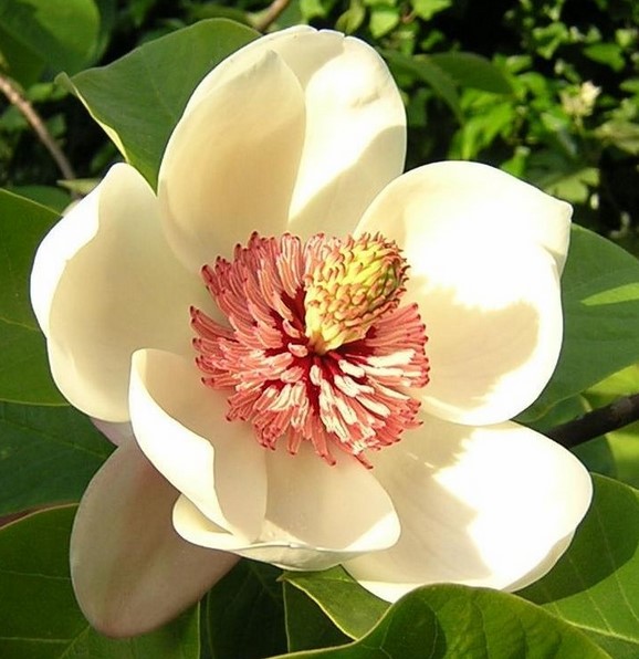 photo Magnolia