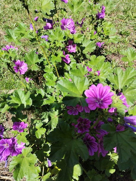 Mauve Mauve de Mauritanie