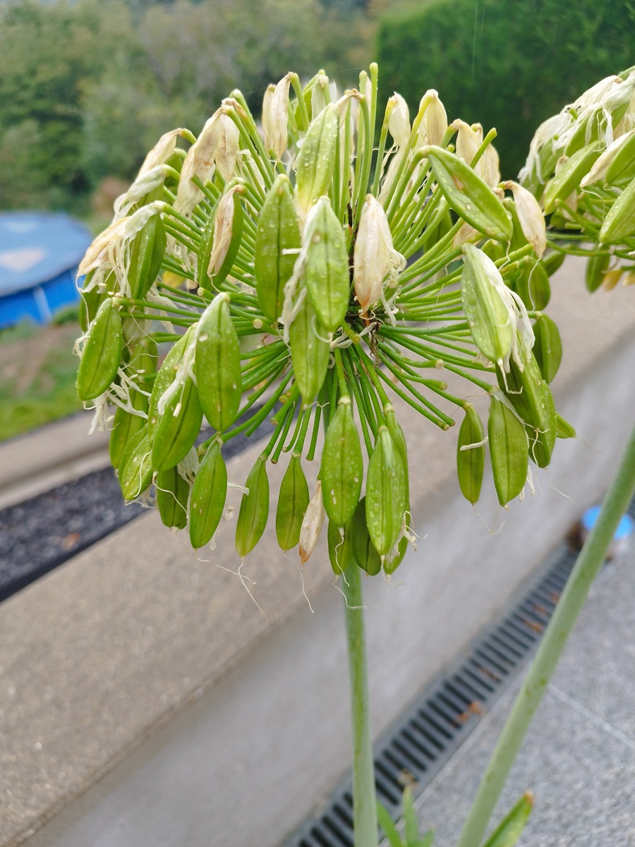 Agapanthe Graine d agapanthe